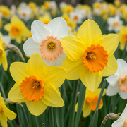 Narcissen mix bloembollen, diverse kleuren