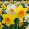 Narcissen mix bloembollen, diverse kleuren
