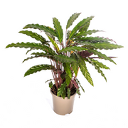 Calathea Rufibarba