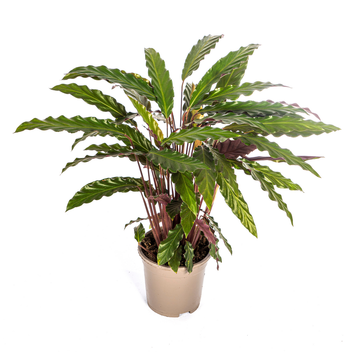 Calathea Rufibarba, detail van het blad