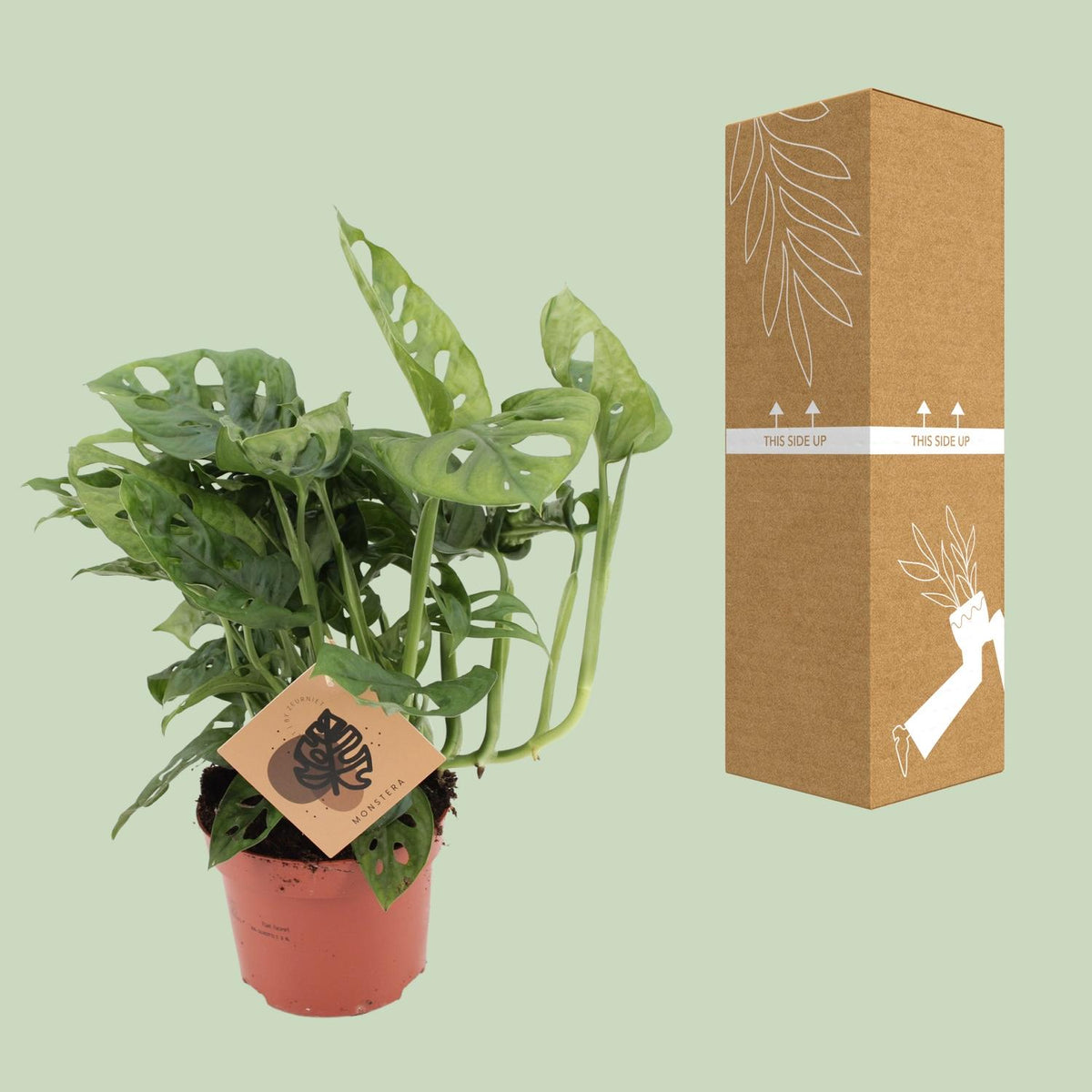 Detailfoto van Monstera Monkey