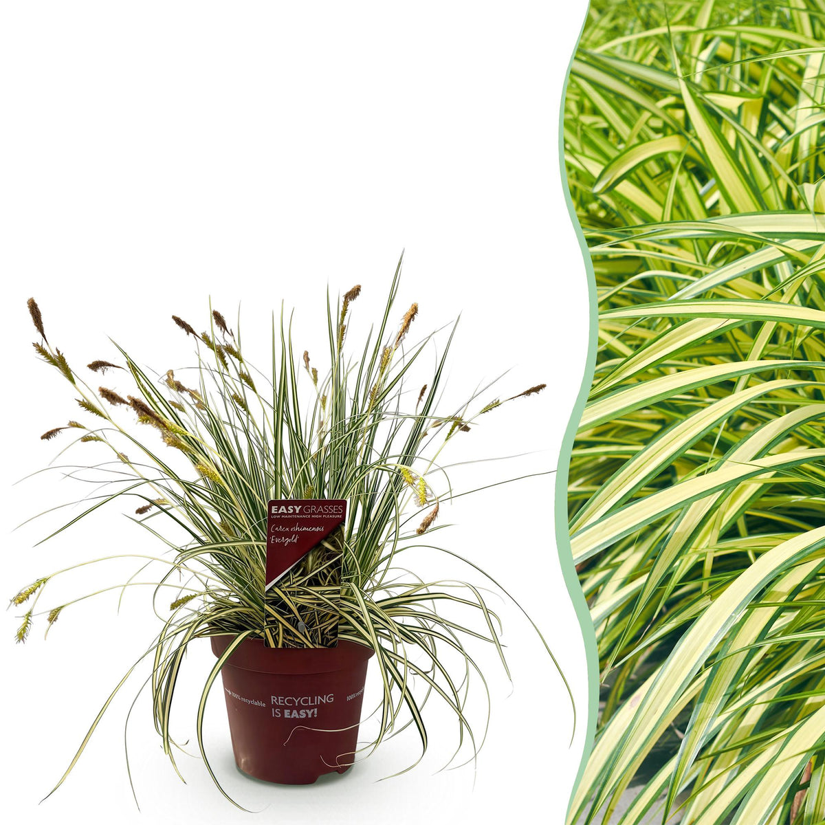 Carex oshimensis Evergold, plant in pot