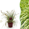 Carex oshimensis Evergold