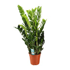 Zamioculcas Zamiifolia, plant in pot