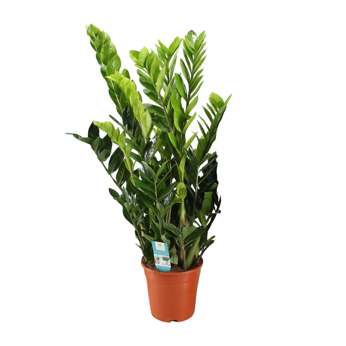 Zamioculcas Zamiifolia, plant in pot