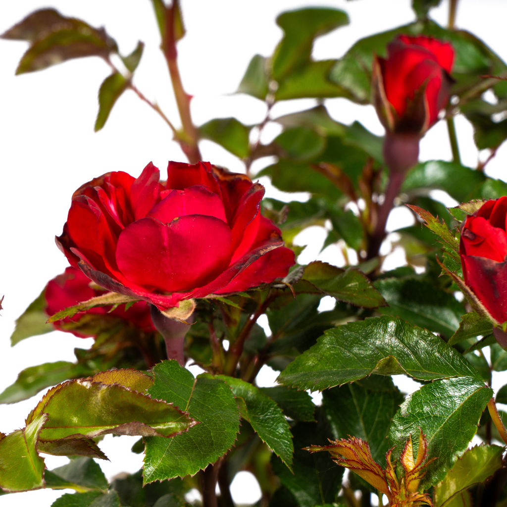 Rosa Zepeti, groene bladeren