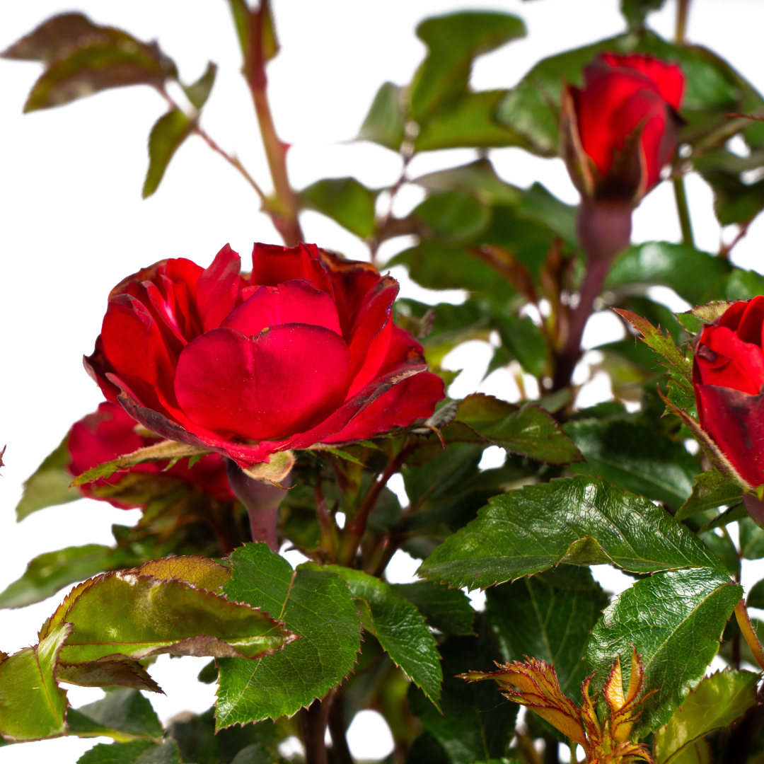 Rosa Zepeti, groene bladeren