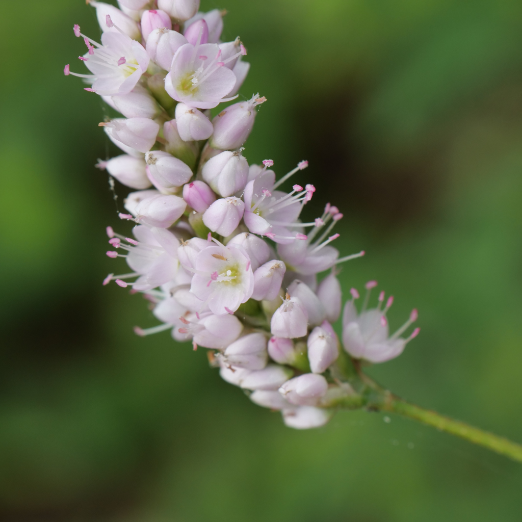 Persicaria bistorta 'Superba', groene bladeren