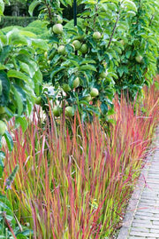 Imperata cylindrica &
