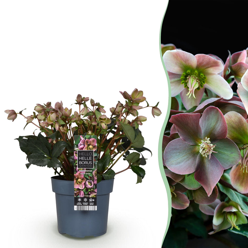 Lenten Rose, detail van het blad