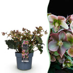 Lenten Rose, detail van het blad