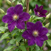 Clematis &