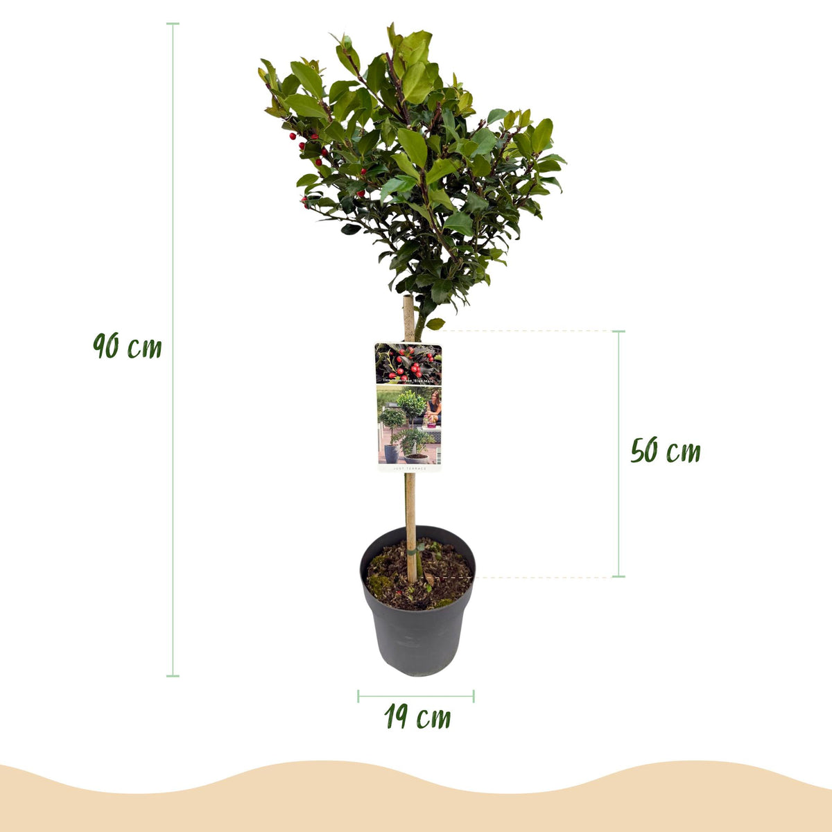 Ilex meserveae Blue Maid, groene bladeren