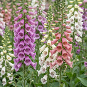 Digitalis Tricolour - Vingerhoedskruid - Schaduw - Roze - Paars - Wit - 6 Planten
