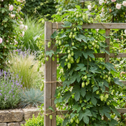 Humulus lupulus &
