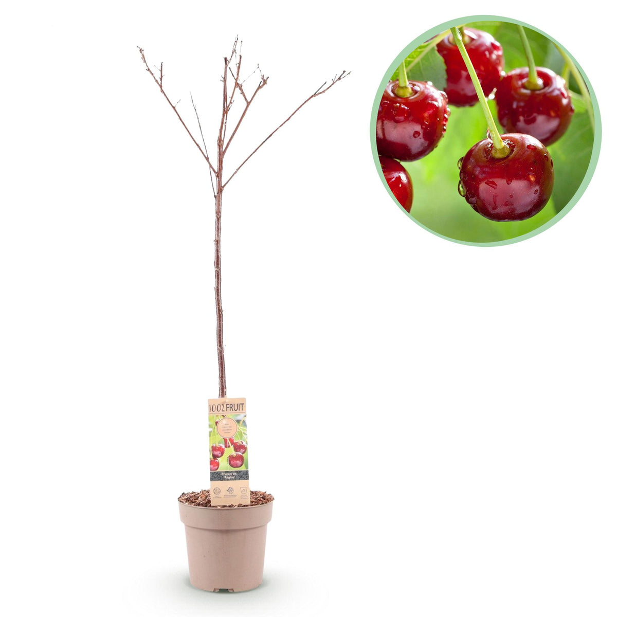 Prunus avium Regina, detail van het blad
