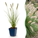 Pennisetum alop. Hameln - Lampenpoetsergras - Met Pluim, plant in pot