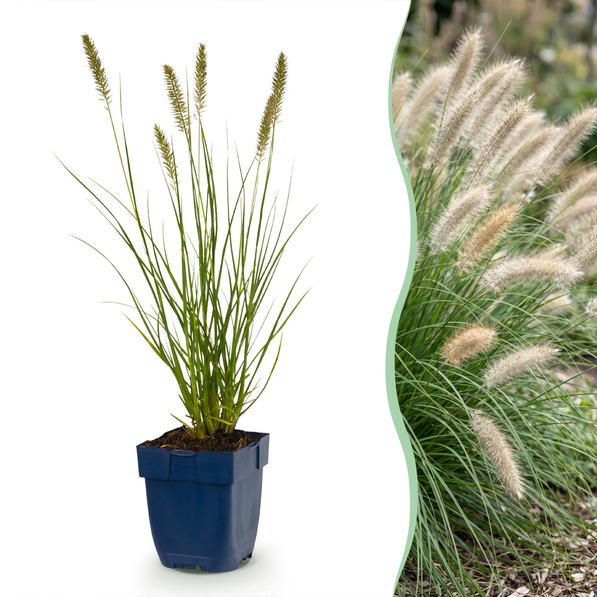 Pennisetum alop. Hameln - Lampenpoetsergras - Met Pluim, plant in pot