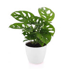 Monstera adansonii, Rhaphidophora tetrasperma met witte pot, detail van het blad