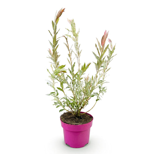 Bonte wilg Salix 'Flamingo', roze blad, 40-50 cm hoog, detail van het blad