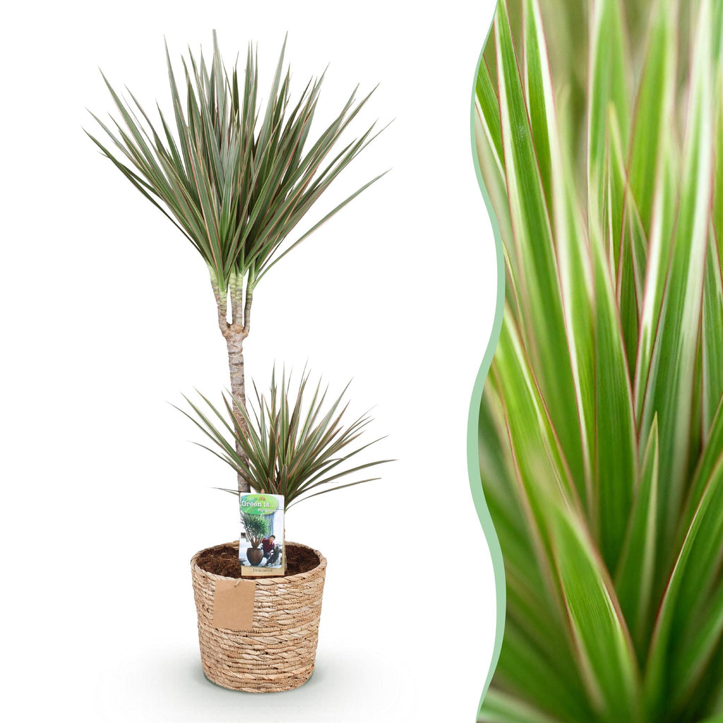 Dracaena Marginata Bicolor, plant in pot