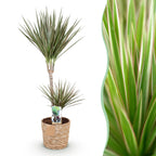Dracaena Marginata Bicolor, plant in pot