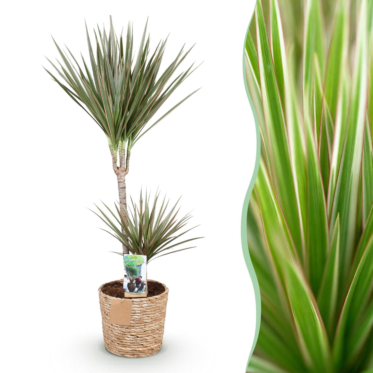 Dracaena Marginata Bicolor, plant in pot