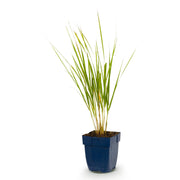 Calamagrostis Karl Foerster - Struisriet - Met Pluim - Groen