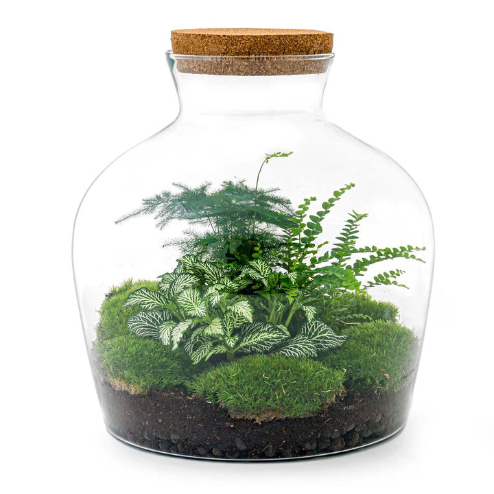 DIY terrarium Fat Joe Green met licht, compleet gereedschap