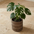 Mand Celestial wit 20 cm, plant in pot