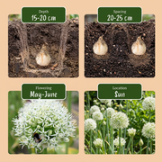 Sierui Allium &
