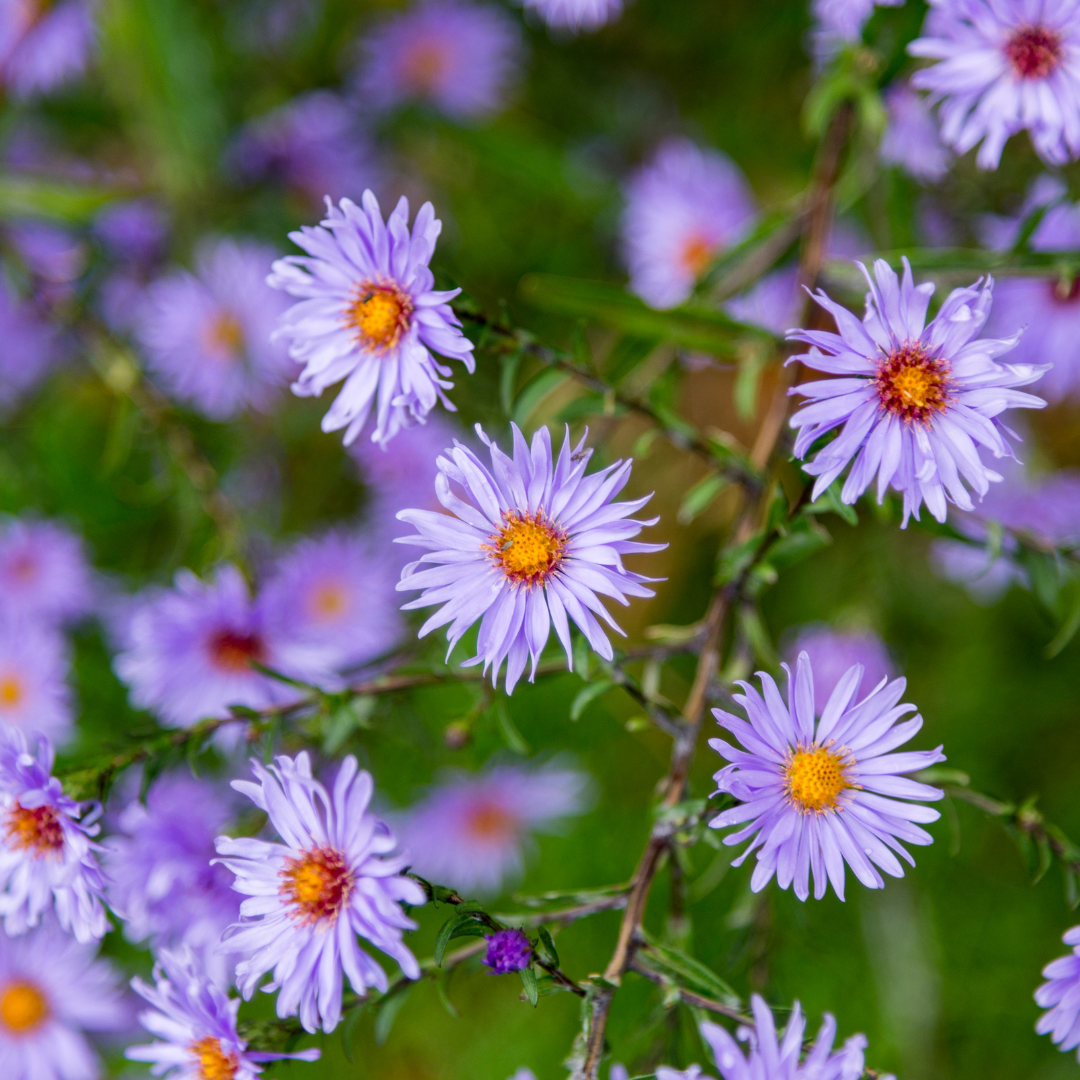 Aster frikartii 'Monch', plant in pot