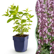 12x Nepeta sib. Wild Orchid - Kattenkruid