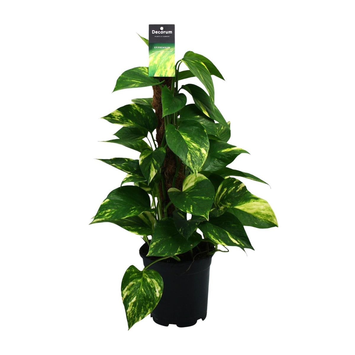 Productfoto van Scindapsus (Epipremnum)