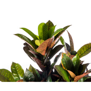 Codiaeum &