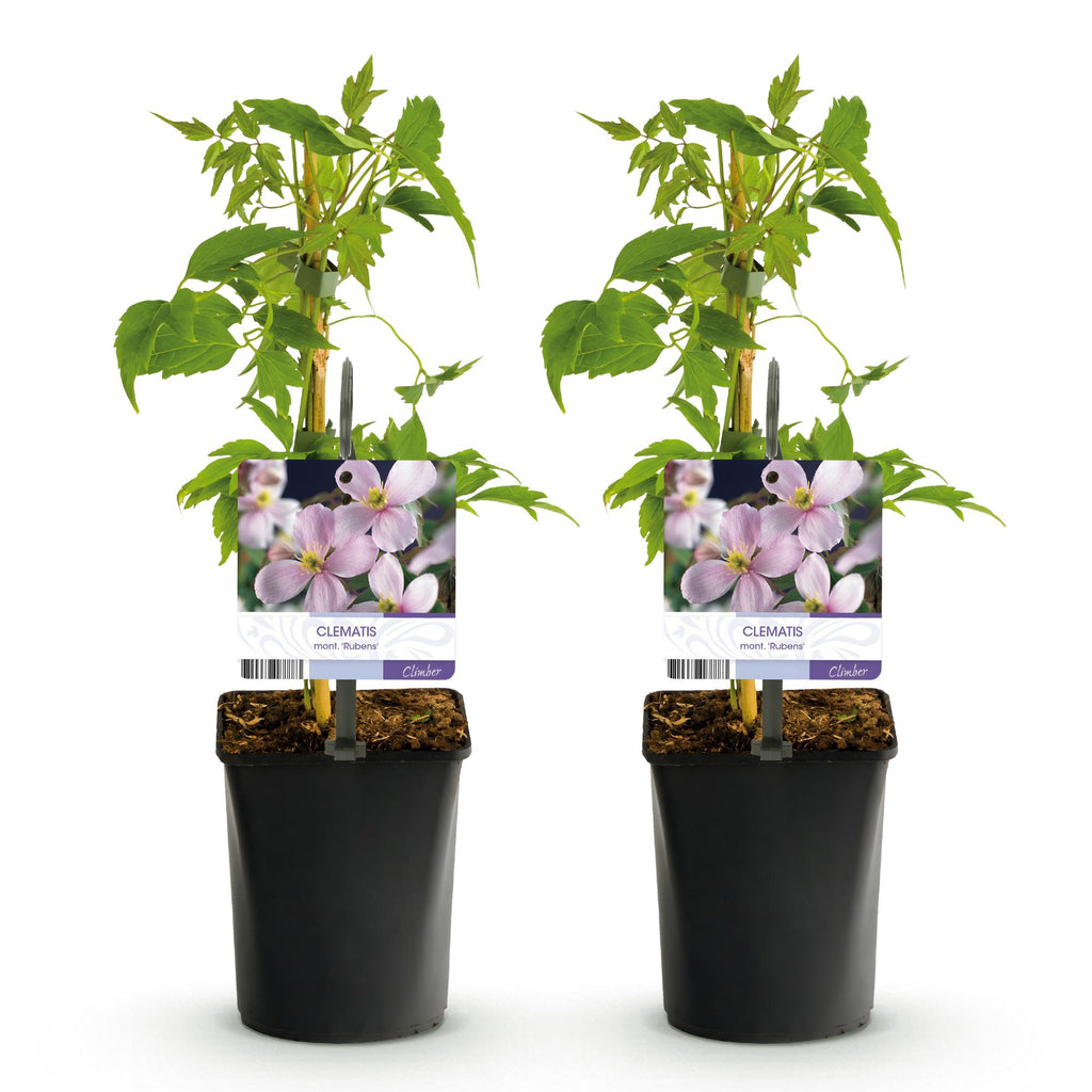Clematis montana Rubens, geschikte tuinplant