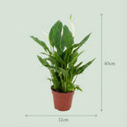 Spathiphyllum Lepelplant, groene bladeren
