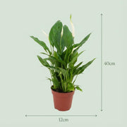Spathiphyllum Lepelplant