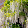 Wisteria floribunda Alba
