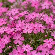 6x Vlambloem MacDaniel&