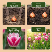 Tulp &