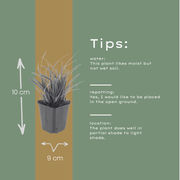 Carex morrowii