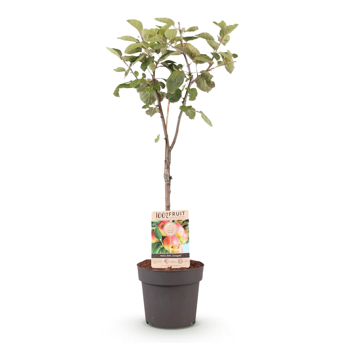 Malus domestica Jonagold, kenmerkend blad
