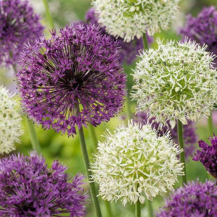 Sierui Allium Purple-White Mix, paars en wit