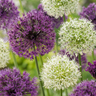 Sierui Allium Purple-White Mix, paars en wit