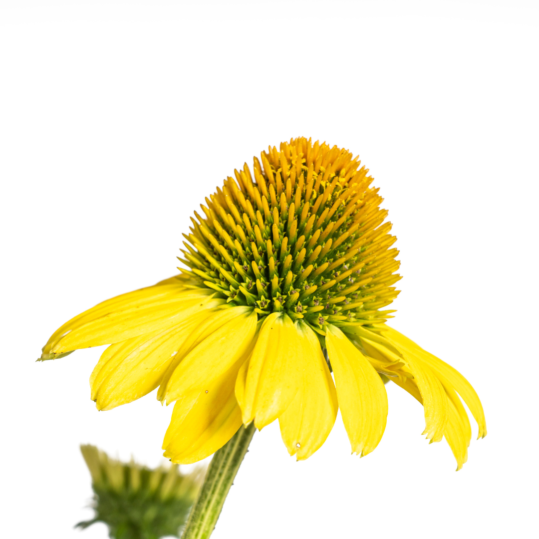 Echinacea Purpurea Yellow, groene bladeren