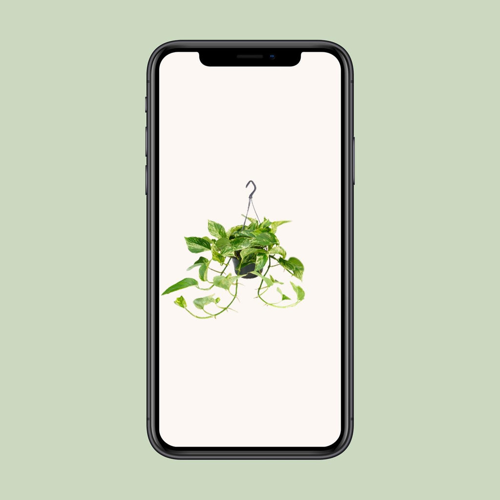 Detailfoto van Epipremnum Marble Queen - Scindapsus