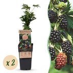 2x Bramenplant Thornless Evergreen (doornloos), plant in pot