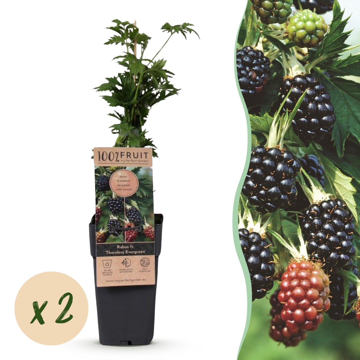 2x Bramenplant Thornless Evergreen (doornloos), plant in pot