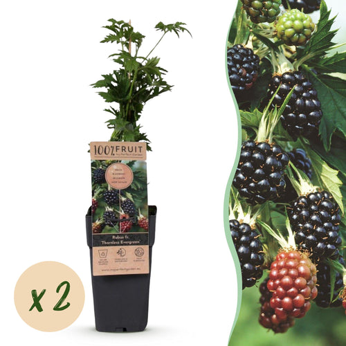 2x Bramenplant Thornless Evergreen (doornloos), plant in pot